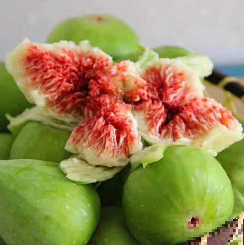 想吃无花果别着急,学会嫁接,一根枝条变一树果子! 想吃无花果别着急,学会嫁接,一根枝条变一树果子!