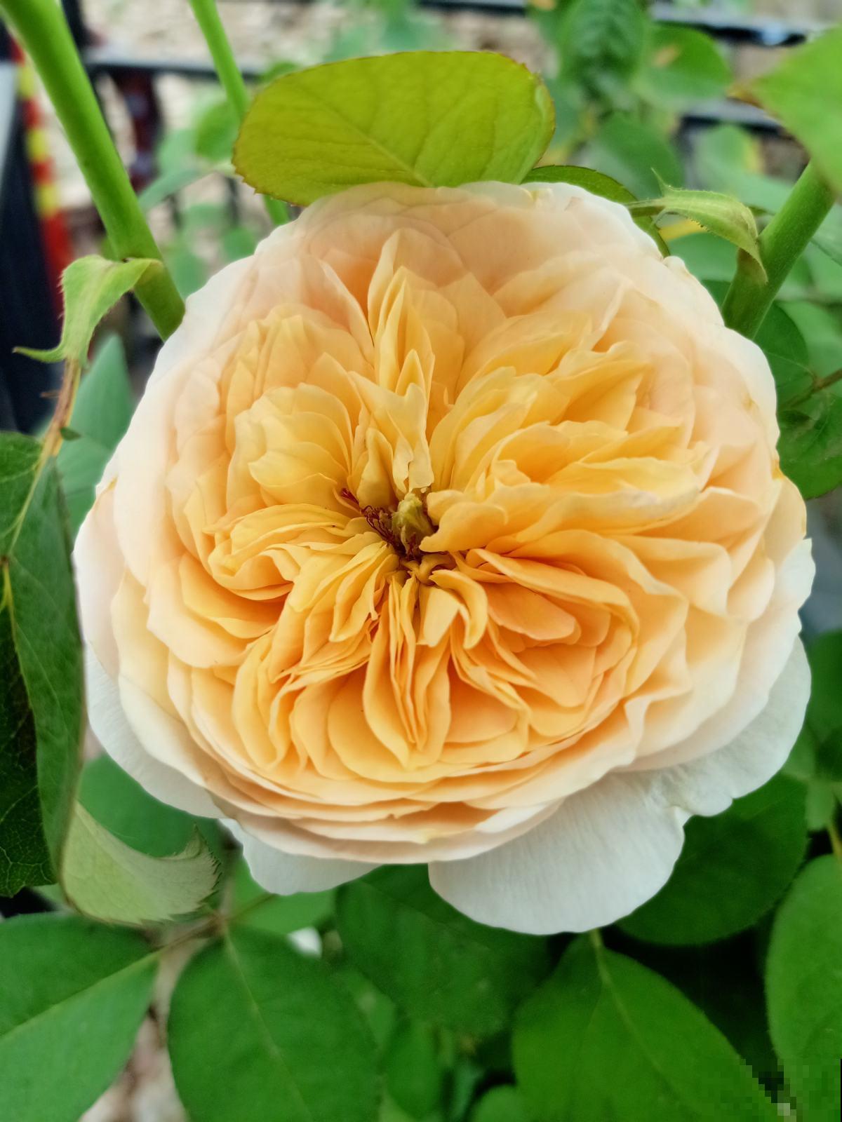 秋天养沙漠玫瑰，开花更多，俩月不浇水照常生长