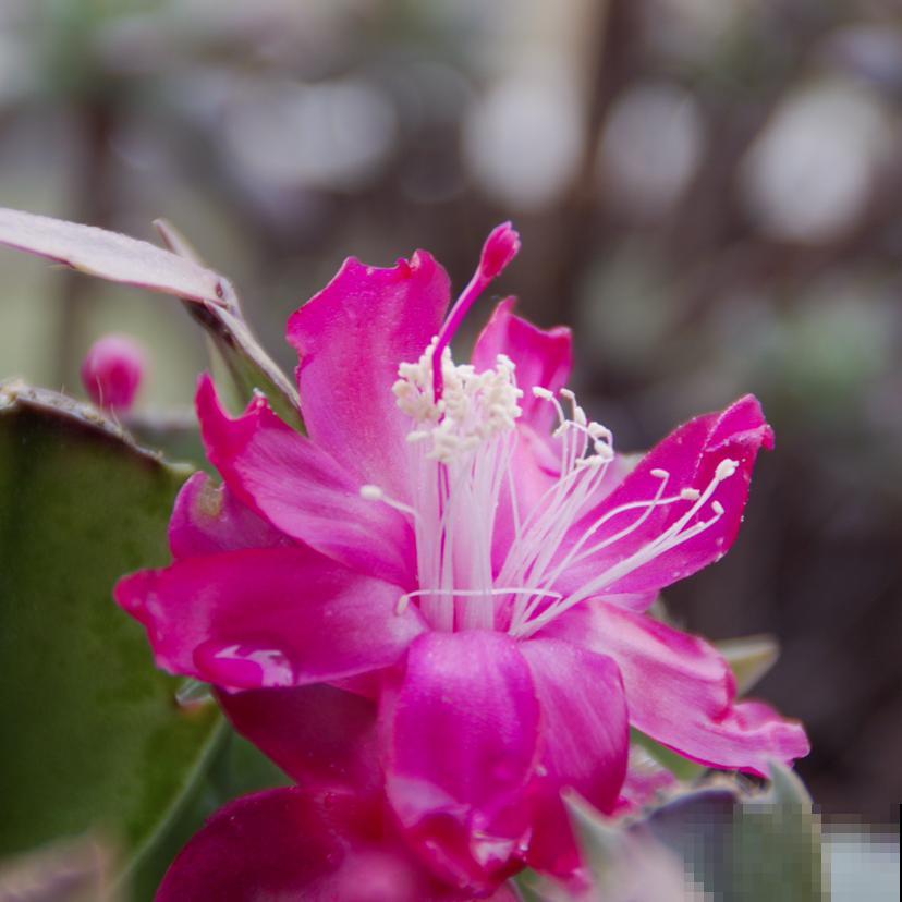 养蟹爪兰要注意摆放位置，摆错了不开花，还会黄叶掉花苞