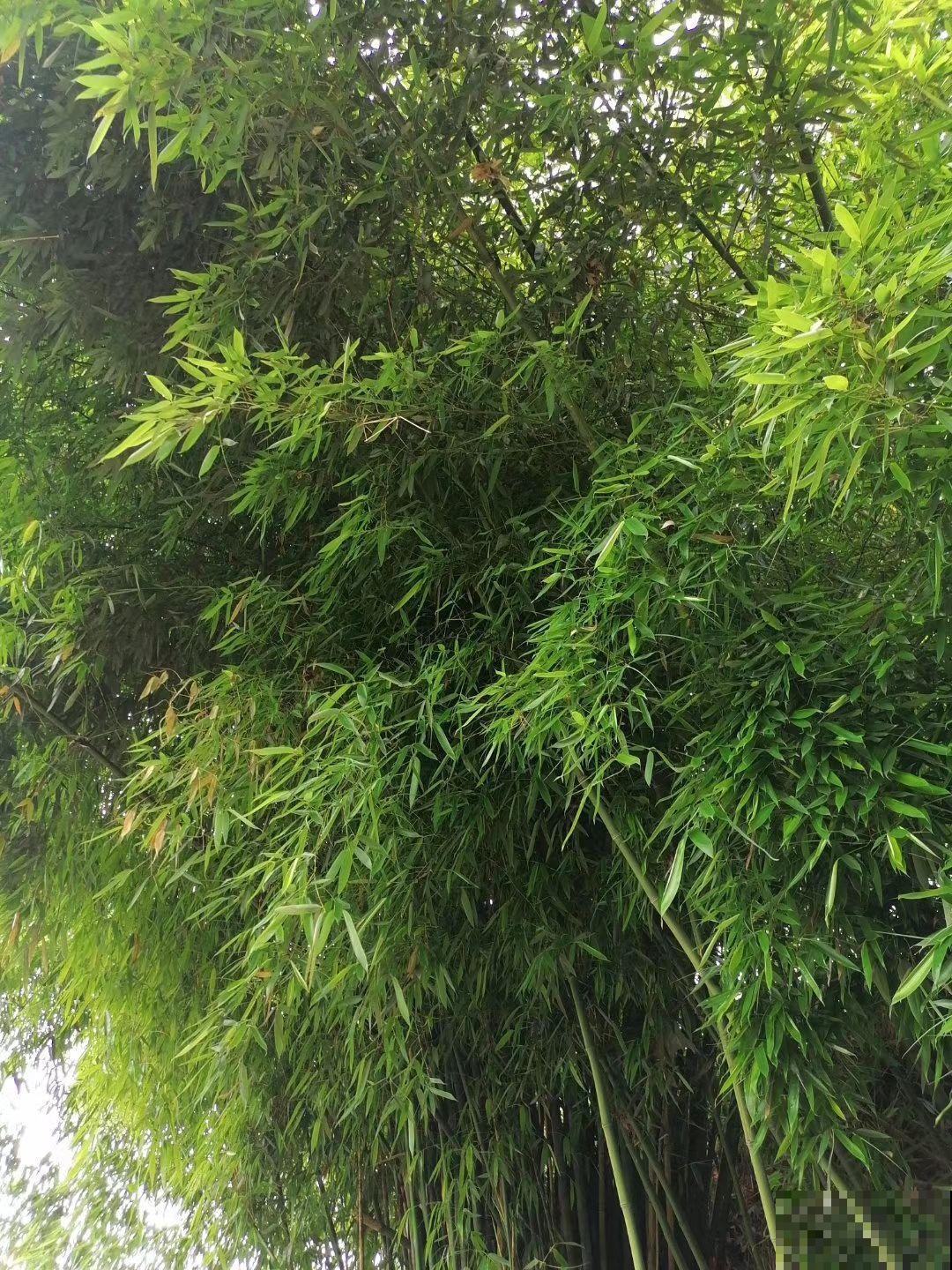 “竹根土”是养花好东西，透气效果特好，养根不烂茎