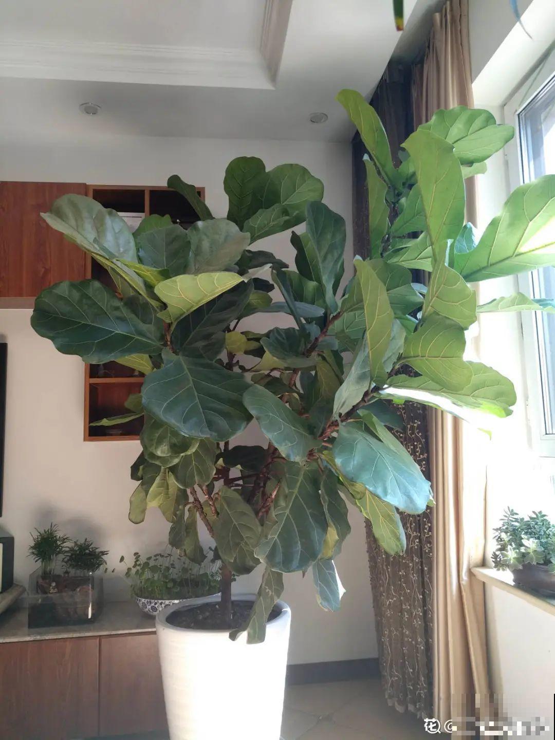 15种镇宅花，家里摆一盆，镇宅旺运超霸气！