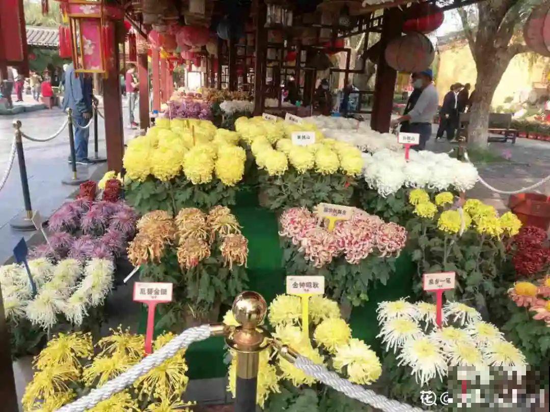 天凉了，9种花不能修剪，剪了以后不开花！