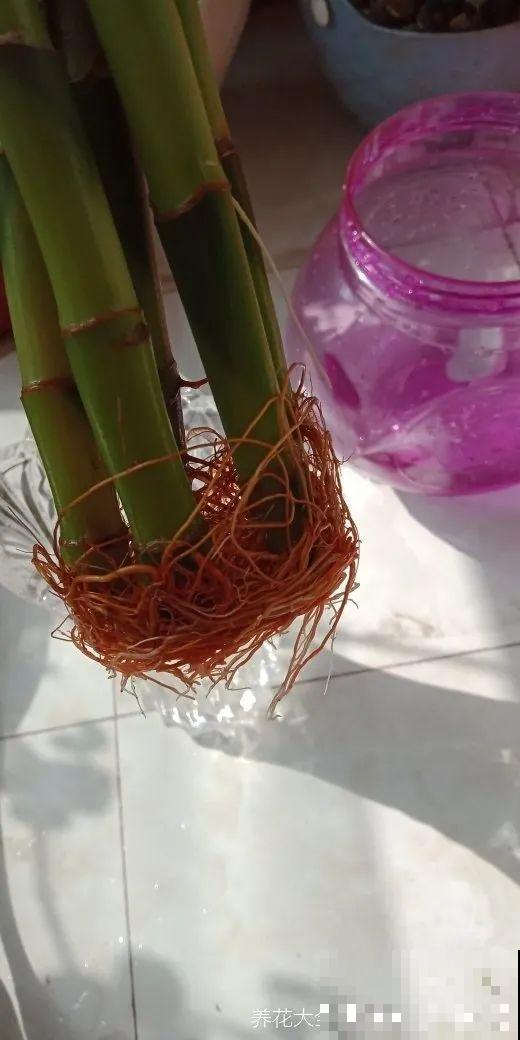 这花冬天要冻死,抓紧埋土里,还能活命! 这花冬天要冻死,抓紧埋土里,还能活命!