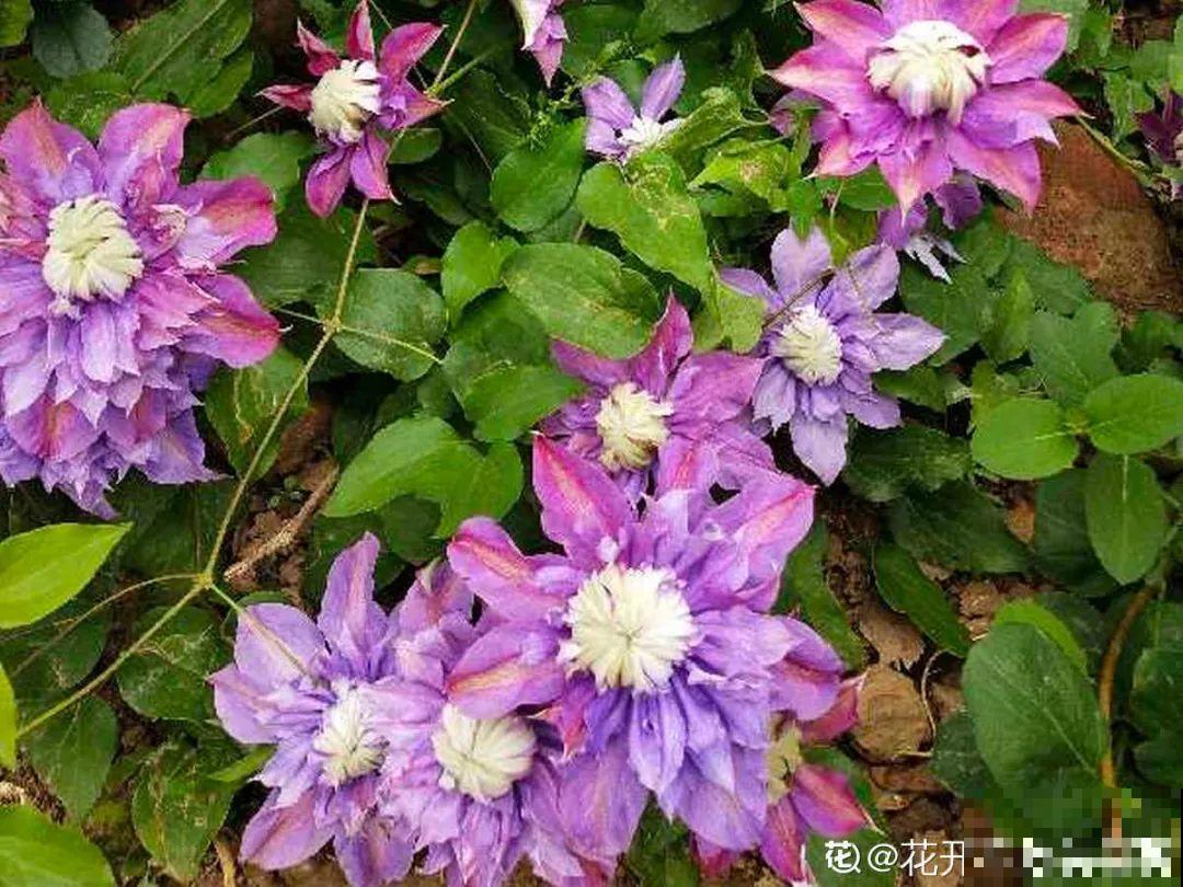 现在开始埋冬肥了,月季补一补,明年满枝爆花! 现在开始埋冬肥了,月季补一补,明年满枝爆花!