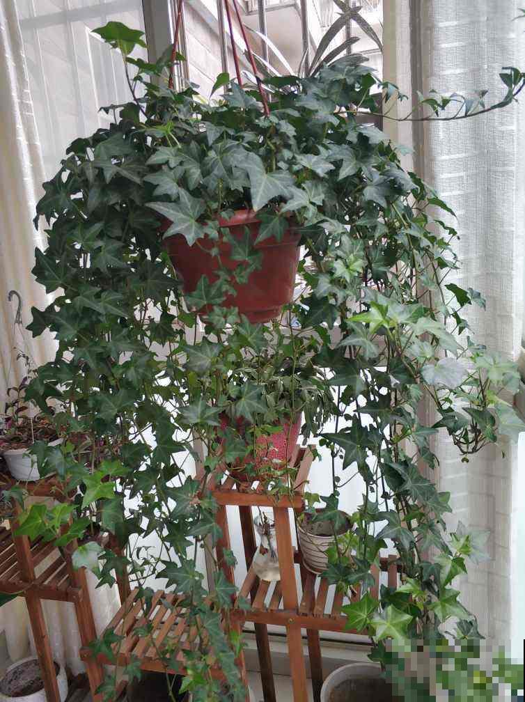 10大受欢迎绿植,你家养了几种? 10大受欢迎绿植,你家养了几种?