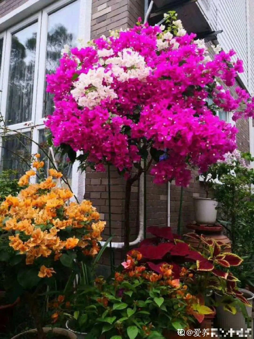 想省心就养这些花,没有病虫害,就爱开花! 想省心就养这些花,没有病虫害,就爱开花!