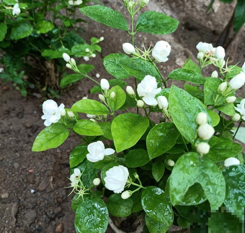 花茶不要乱配，不分清种类，一不小心就中毒啦！