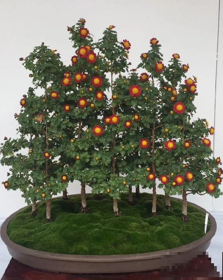 最大的长寿老桩,7年时间,养成盆景! 最大的长寿老桩,7年时间,养成盆景!