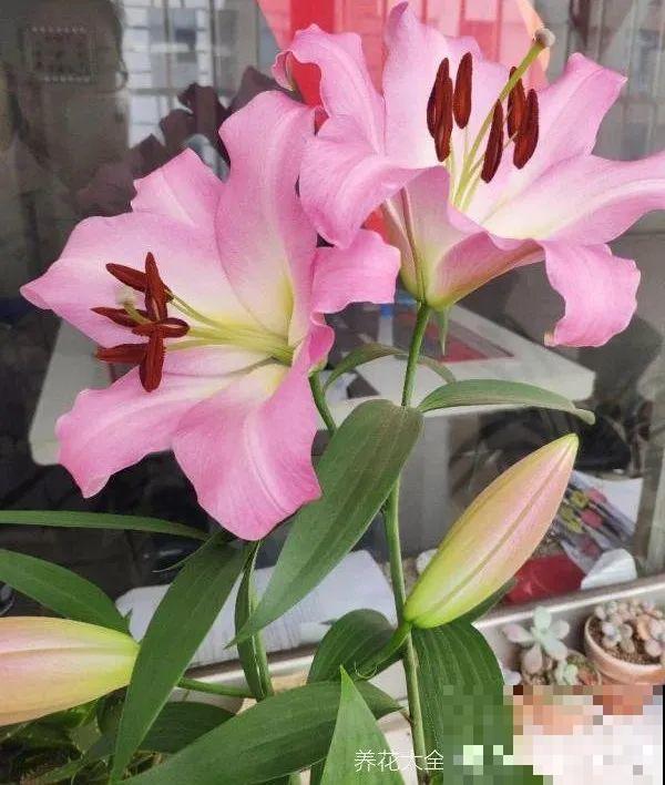 20种花特耐寒，放外面冻一冻，开花更多