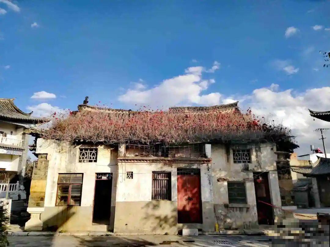 不死鸟太震撼了，长满整个屋顶，感觉都要压塌了