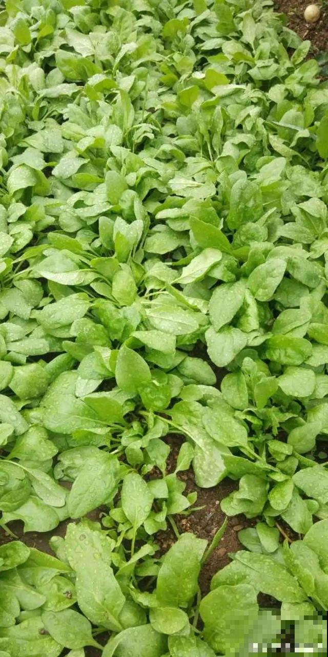 我想有个菜园子,秋天结满新鲜蔬菜,现在正收获! 我想有个菜园子,秋天结满新鲜蔬菜,现在正收获!