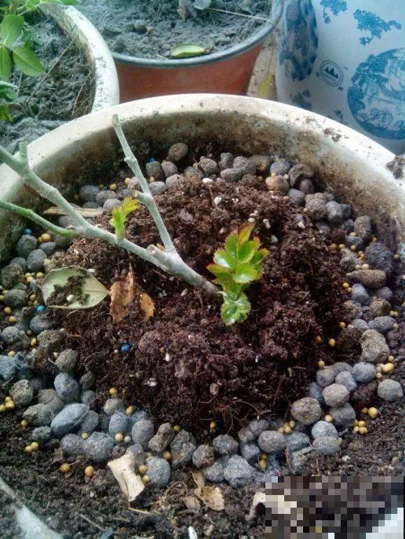 大螃蟹做花肥,秋天大补,花吃完就疯长了! 大螃蟹做花肥,秋天大补,花吃完就疯长了!