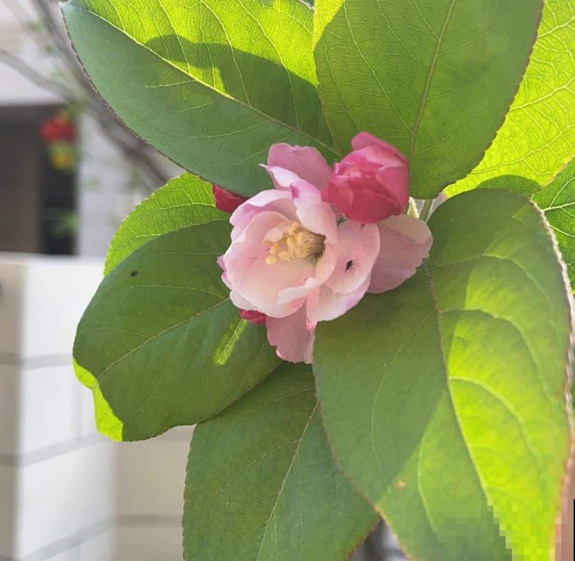 家中养棵西府海棠，赏花吃果，岂不美哉！