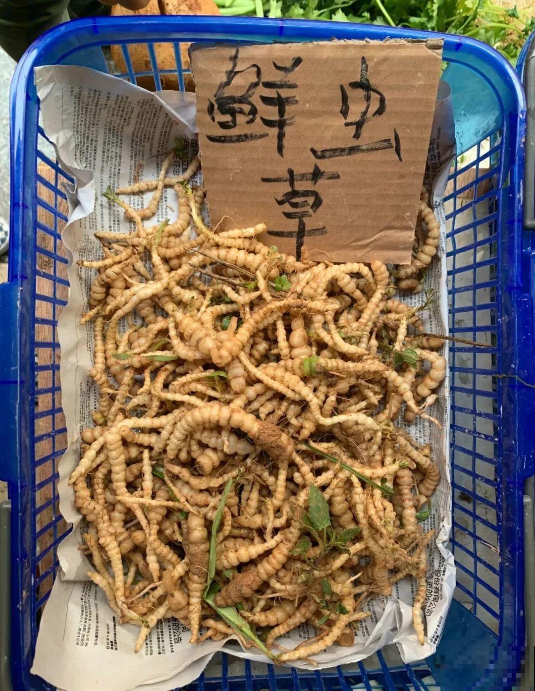 花盆里挖出一堆“蚕”，原来还能吃，味道清脆爽口