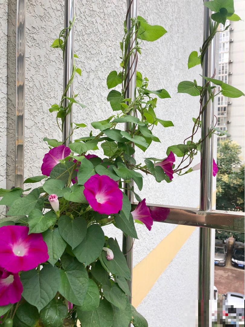 平时一个小动作,可能会害死你的花,花友们要注意 平时一个小动作,可能会害死你的花,花友们要注意