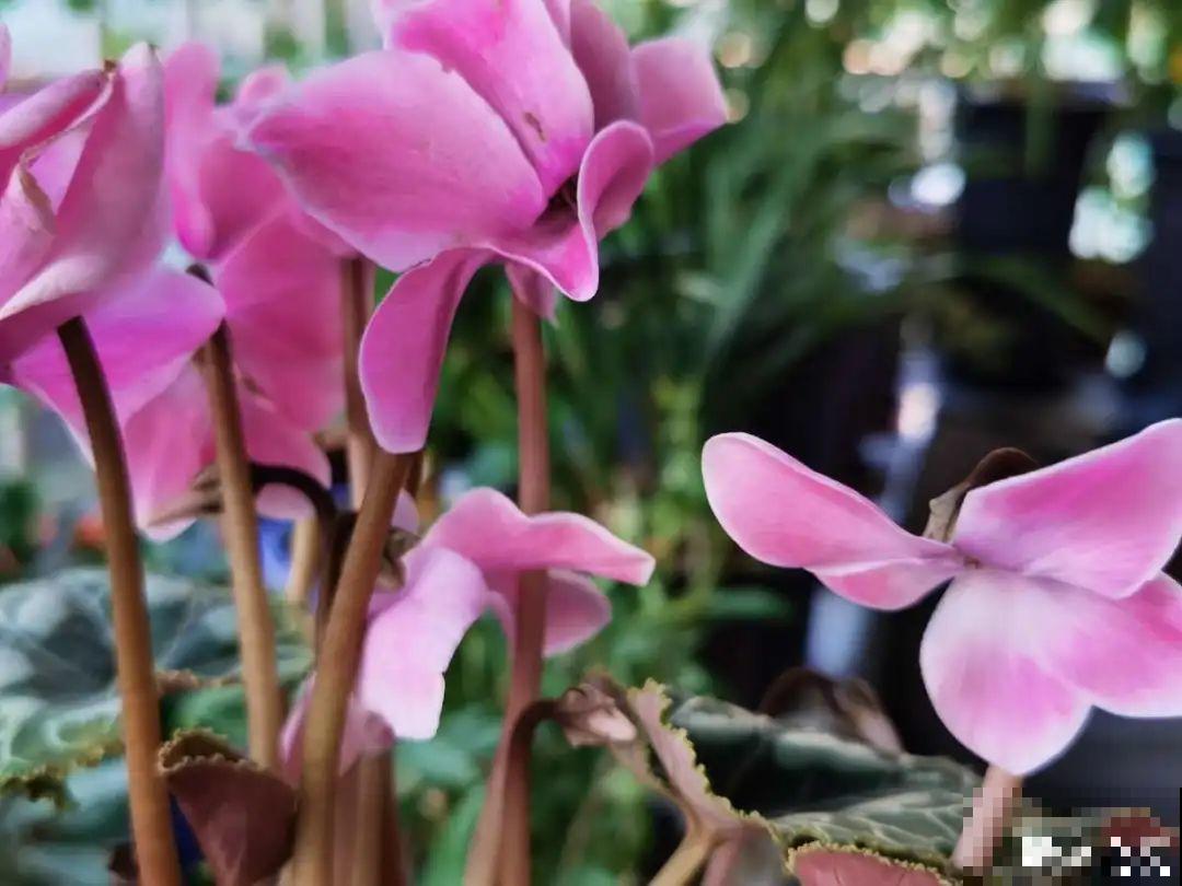 耐阴的仙客来，房间里养一盆，能开上百天！