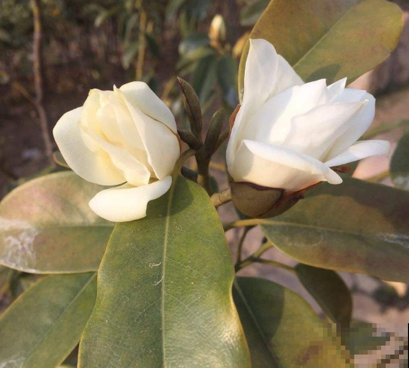 “娇羞美人”含笑花，似放非放，清香飘十里！