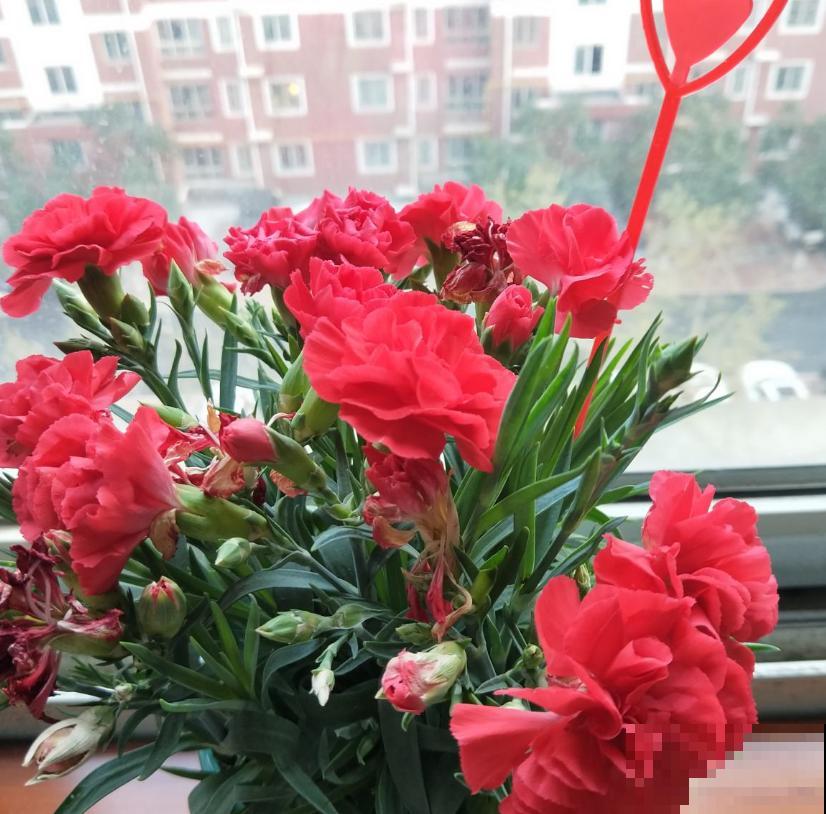 养康乃馨很省心,施点肥料蹭蹭长,坐等开花! 养康乃馨很省心,施点肥料蹭蹭长,坐等开花!