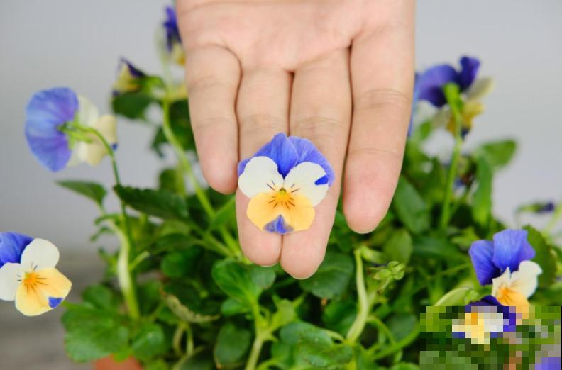 这种花秋冬必备，漂亮又好养活，品种多到挑花眼！