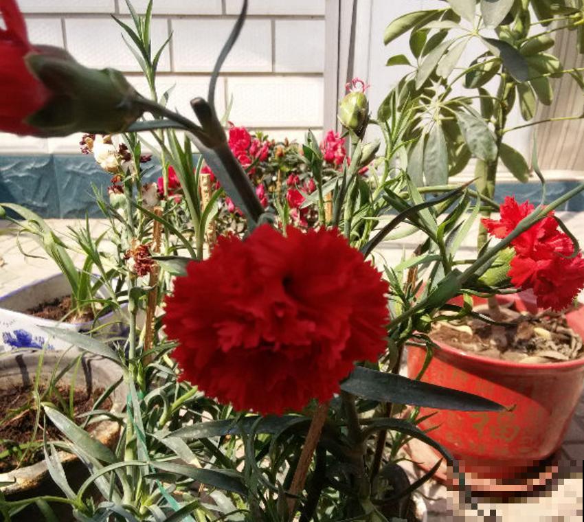 养康乃馨很省心,施点肥料蹭蹭长,坐等开花! 养康乃馨很省心,施点肥料蹭蹭长,坐等开花!