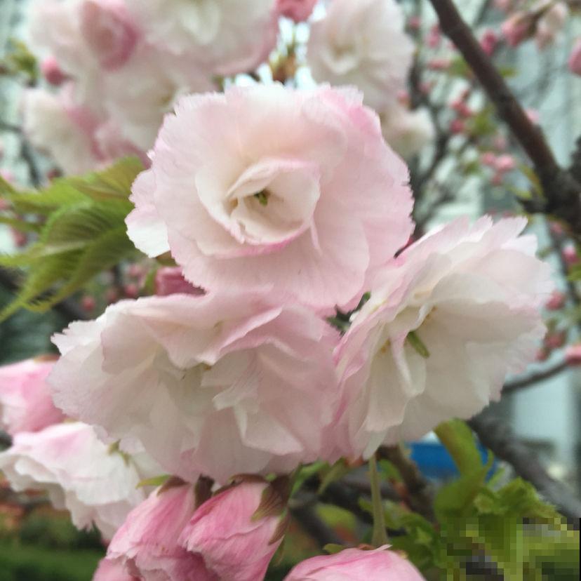 4种花有神秘特性，花和叶子不相见，原来关键在于温度