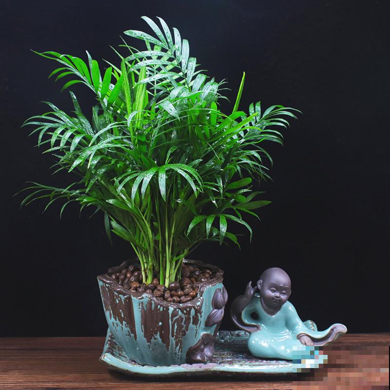 小植物也有大功能，三类健康花，养10盆也不嫌多