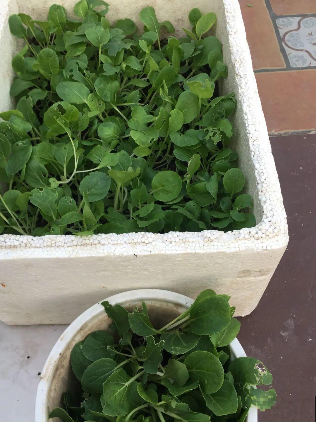 路过垃圾桶，捡走两个泡沫箱，回家扦插出了一大片花