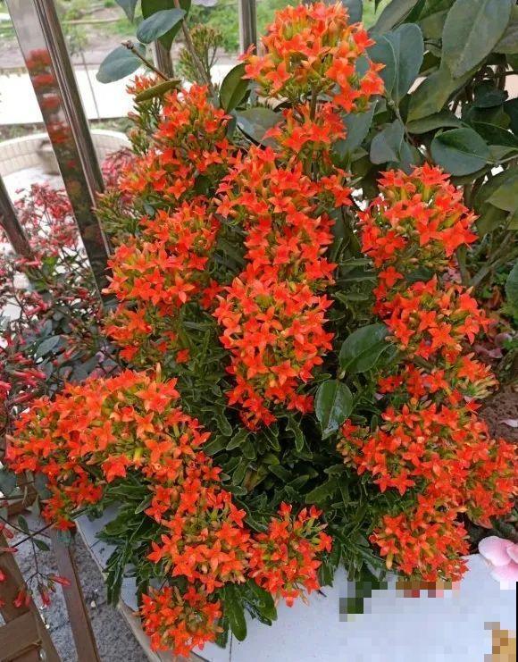 长寿还是地栽长得肥，皮实好养，满头都是花苞