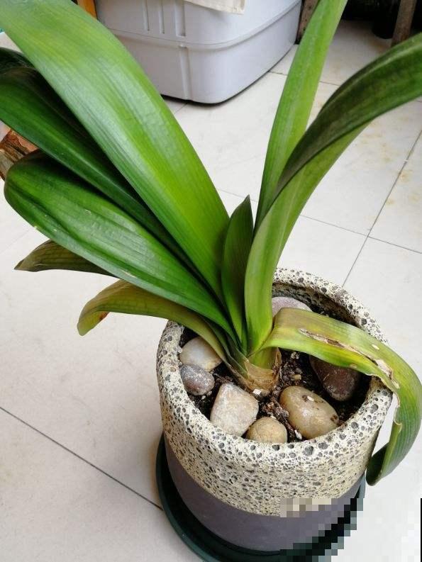 君子兰烂芯别丢，切一刀消消毒，还能爆出小笋芽