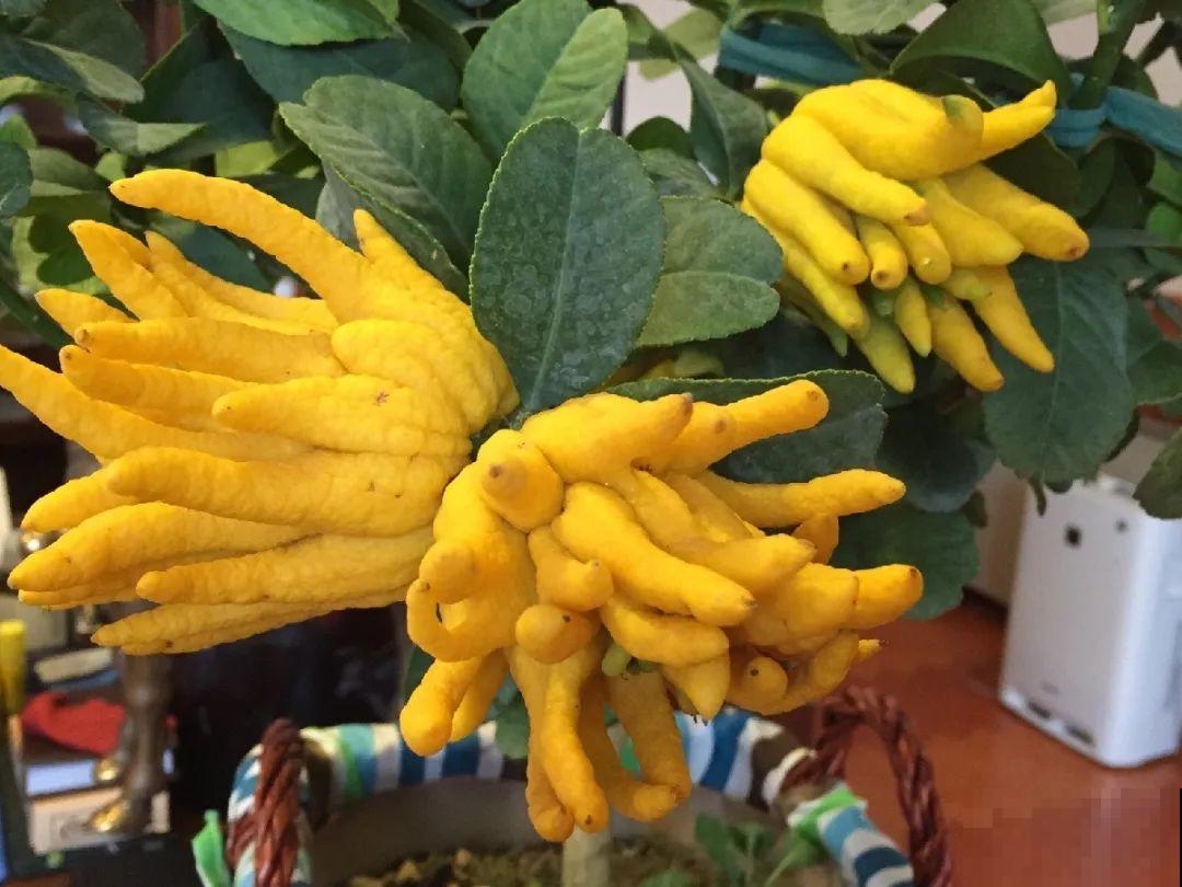 50种冬天开花植物,天冷了,照样冒花苞! 50种冬天开花植物,天冷了,照样冒花苞!