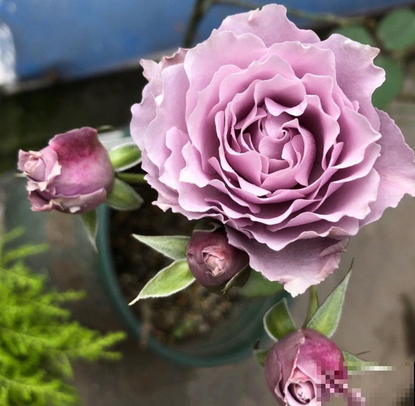 小型月季就选蜻蜓,花美气味香,隔着老远能闻见! 小型月季就选蜻蜓,花美气味香,隔着老远能闻见!