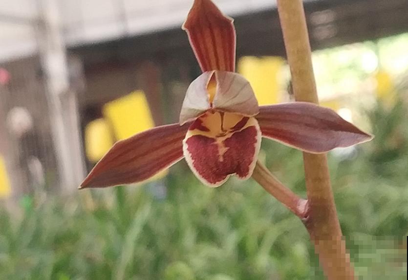 墨兰不好养,掌握5个小窍门,叶茂花繁! 墨兰不好养,掌握5个小窍门,叶茂花繁!