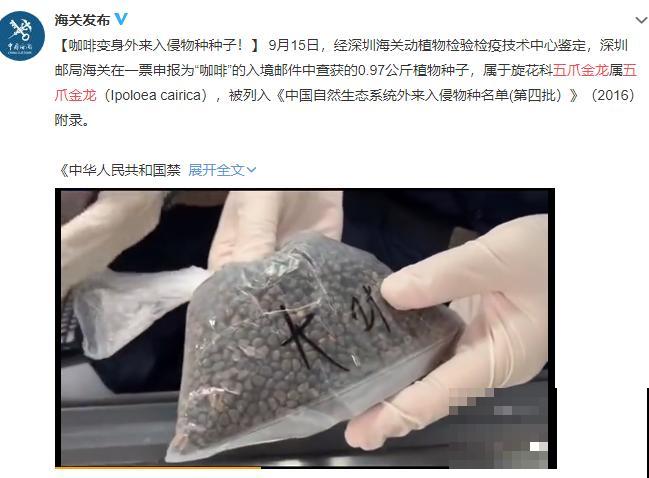 救命！入侵植物爬进院子，三年都杀不完！