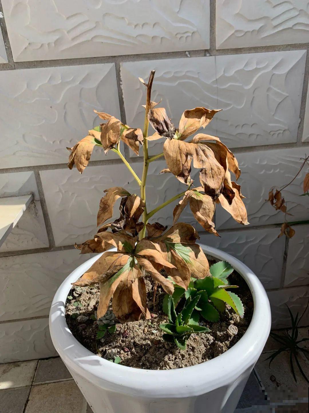 7种花冬天要休眠，看着好像枯死了，千万别丢掉