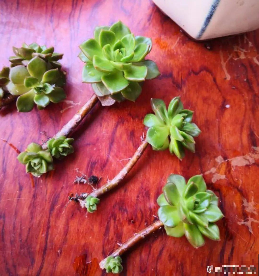 水浇多了，快把土刨掉，否则花3天必死！