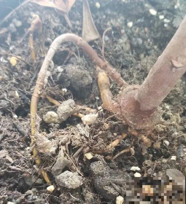 冬天就养耐阴花，没光也能开爆盆，扔角落自己疯长！