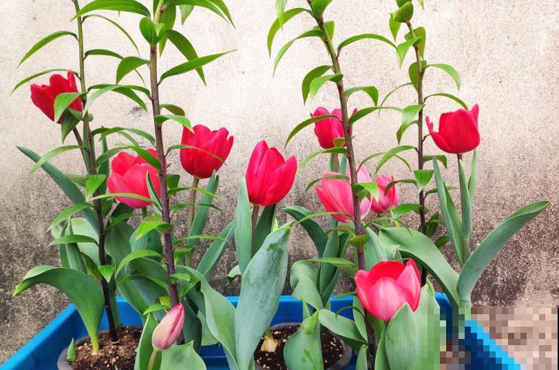 郁金香，大气又可爱，闻多了会“上头”！