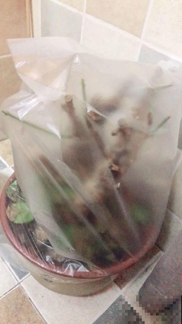 寒潮来了，害怕花受冻，赶紧这么做！