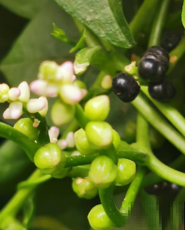 落葵益处多，好吃还有营养，养几棵赚大了！
