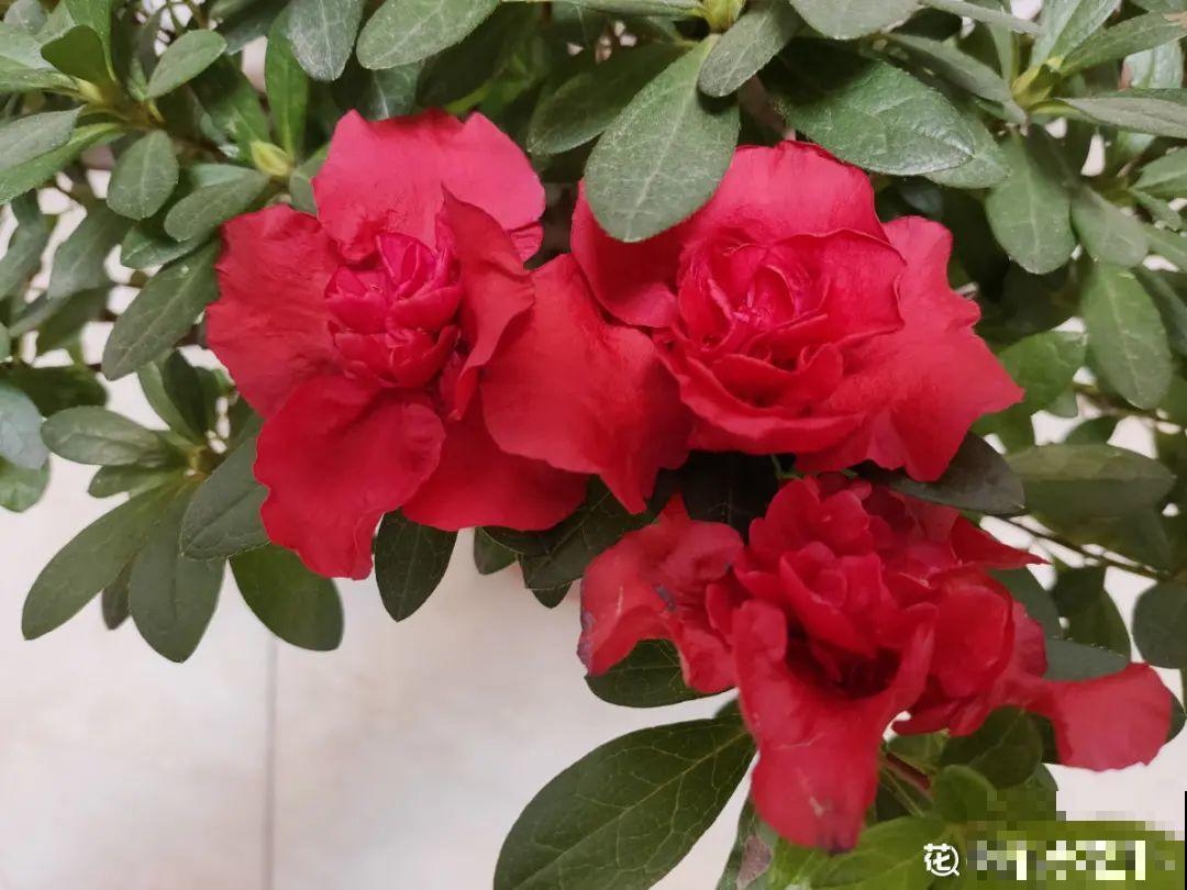 50种冬天开花植物,天冷了,照样冒花苞! 50种冬天开花植物,天冷了,照样冒花苞!