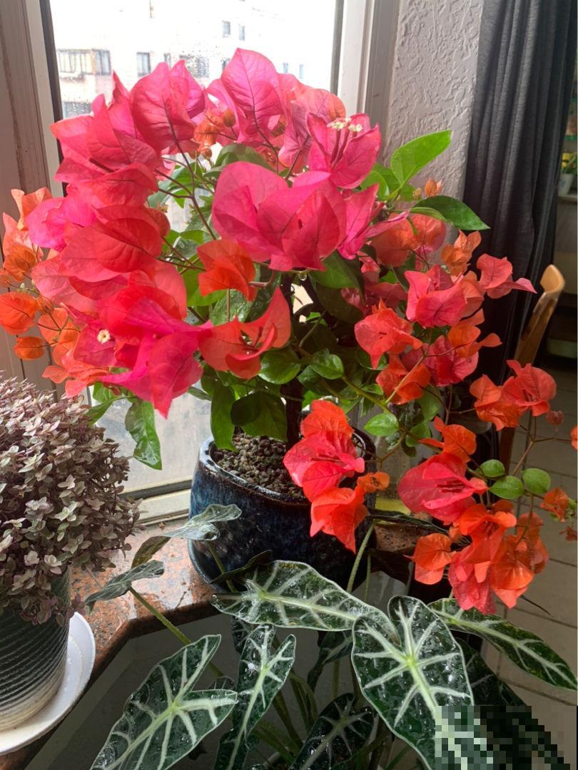 买花也有最佳入手时间，选对季节，才能养好花