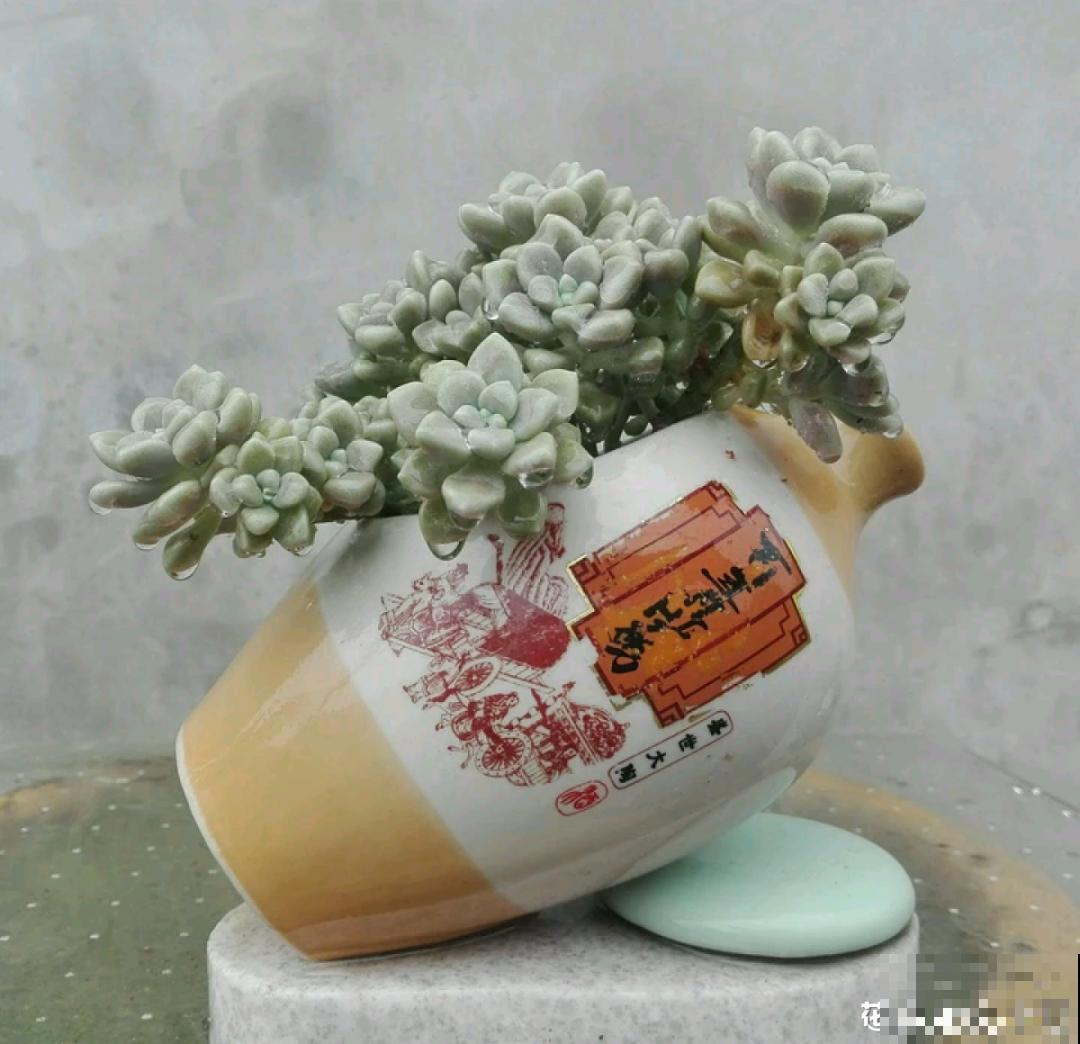 酒瓶子别丢掉,那可是种花神器,省了一笔买花钱 酒瓶子别丢掉,那可是种花神器,省了一笔买花钱