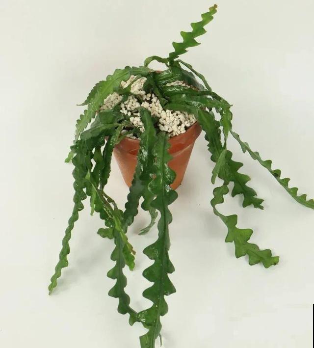 冬天就养耐阴花，没光也能开爆盆，扔角落自己疯长！