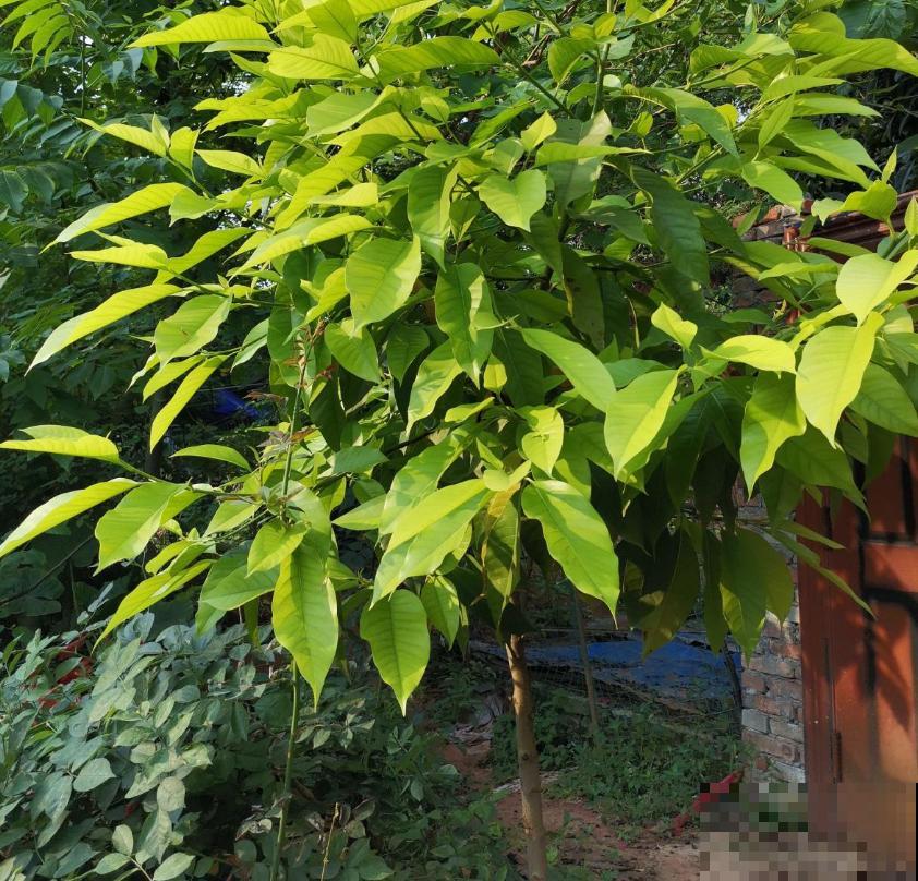 黄角兰特好闻,院子里种一棵,香飘十里! 黄角兰特好闻,院子里种一棵,香飘十里!