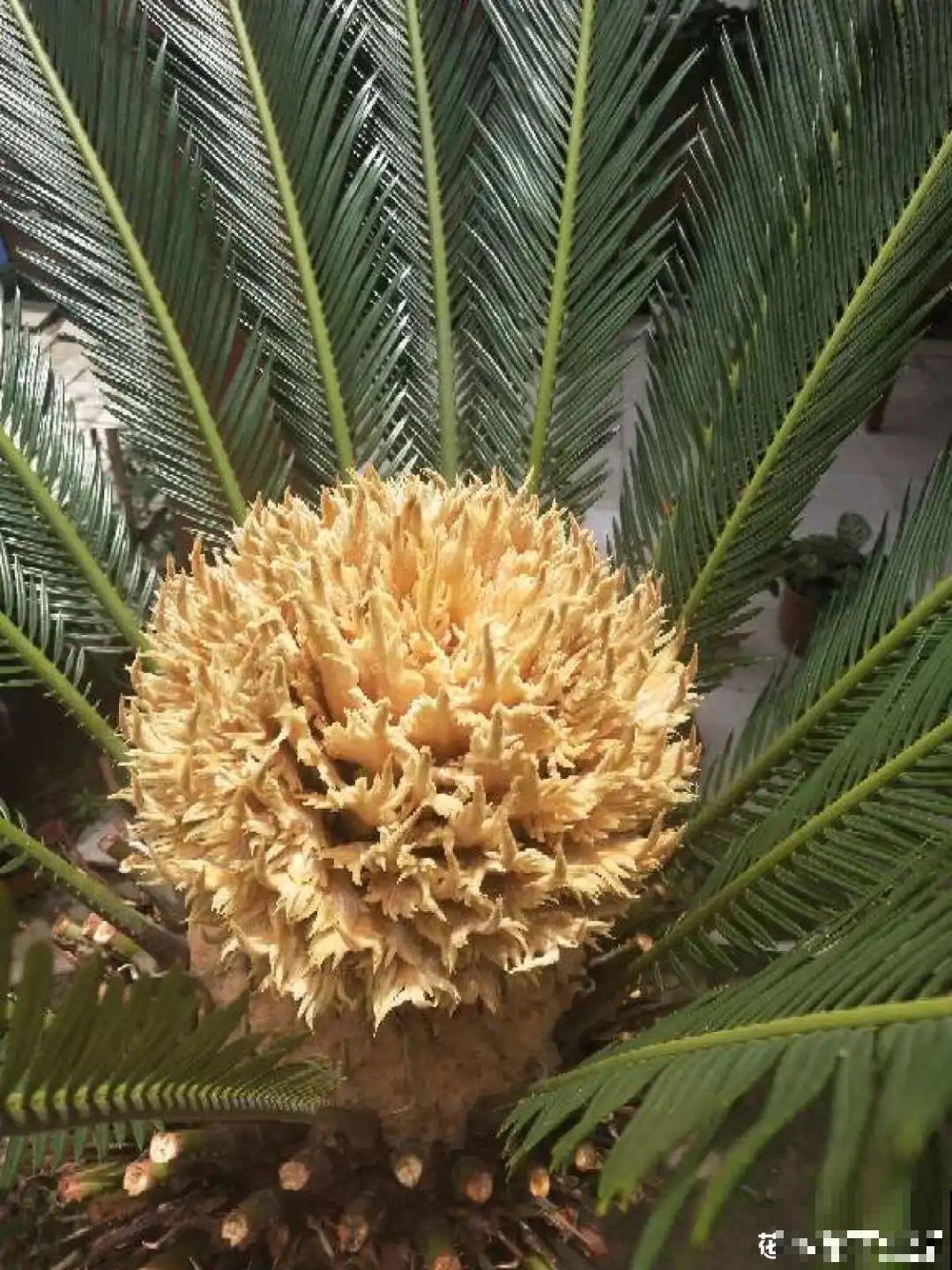 铁树开花，生了一窝“蛋”，千万别乱掏！