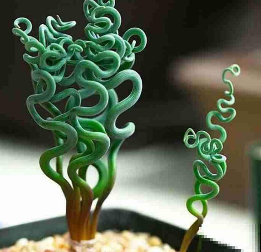 秋冬种盆弹簧草,不走寻常路,一头“卷发”特迷人! 秋冬种盆弹簧草,不走寻常路,一头“卷发”特迷人!