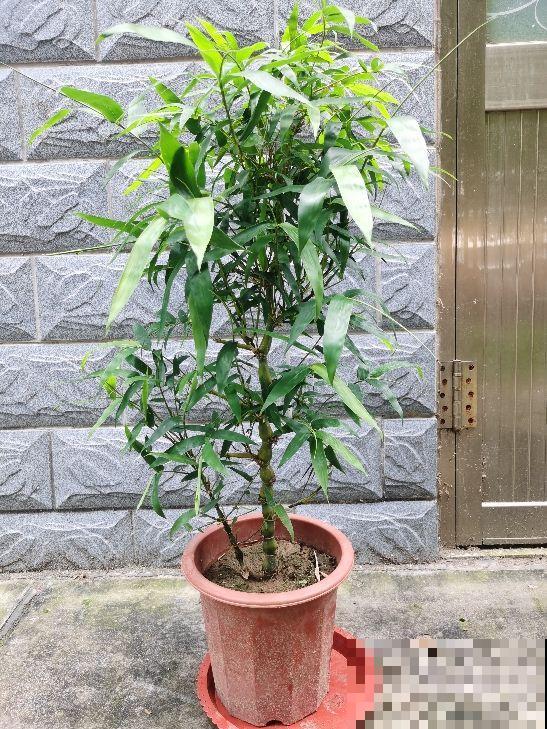 家里养盆“吉祥竹”，枝干翠绿有生机，寓意日子节节高