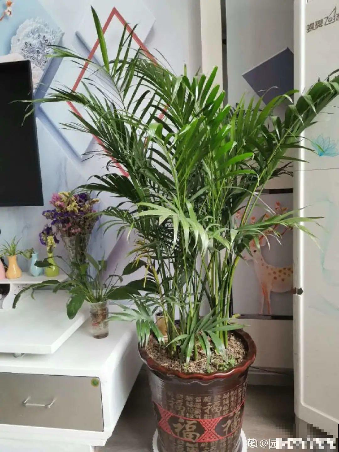 家里养盆它,变成绿色小森林,净化空气变氧吧! 家里养盆它,变成绿色小森林,净化空气变氧吧!