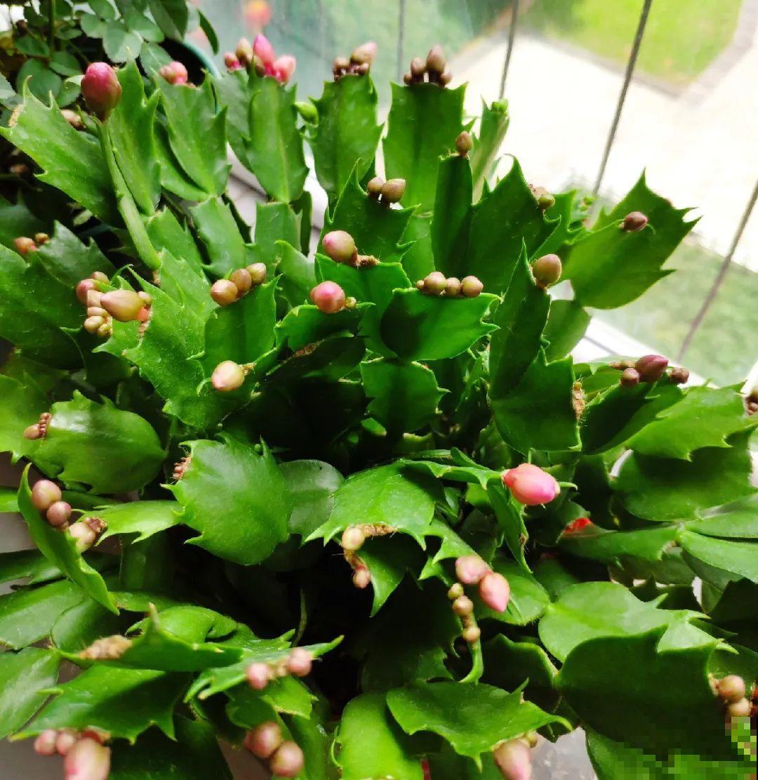 现在养蟹爪兰，1片叶子冒8朵花，下个月全开了！