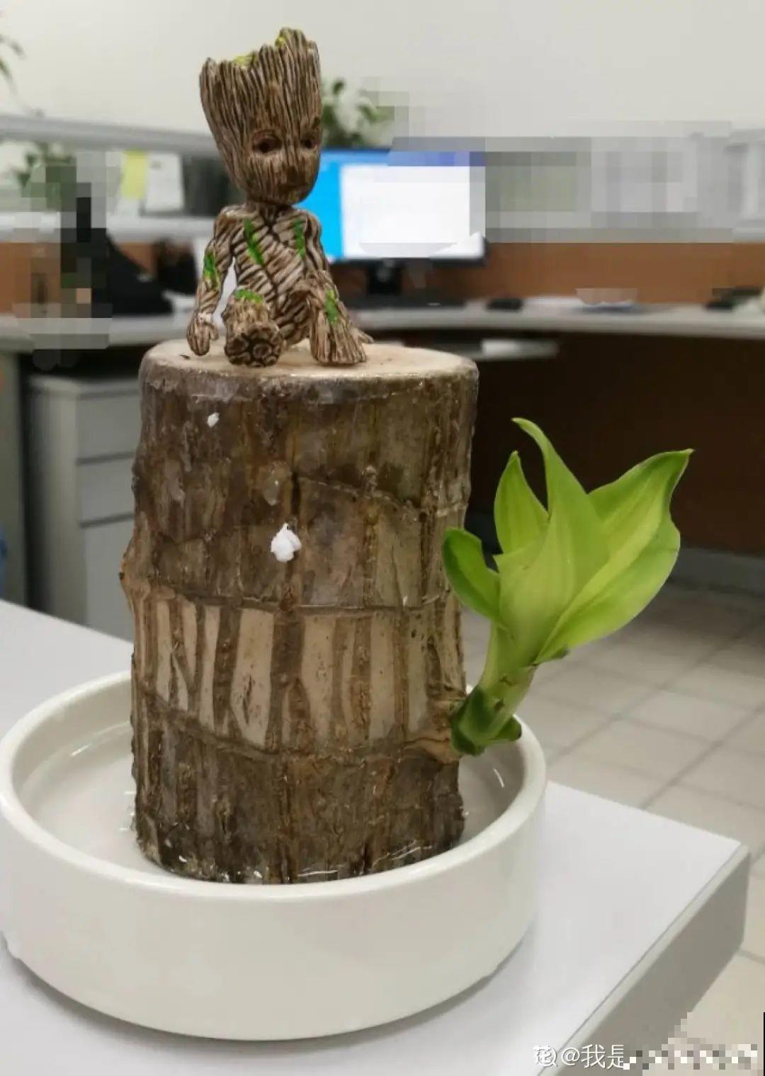 这花冬天要冻死,抓紧埋土里,还能活命! 这花冬天要冻死,抓紧埋土里,还能活命!